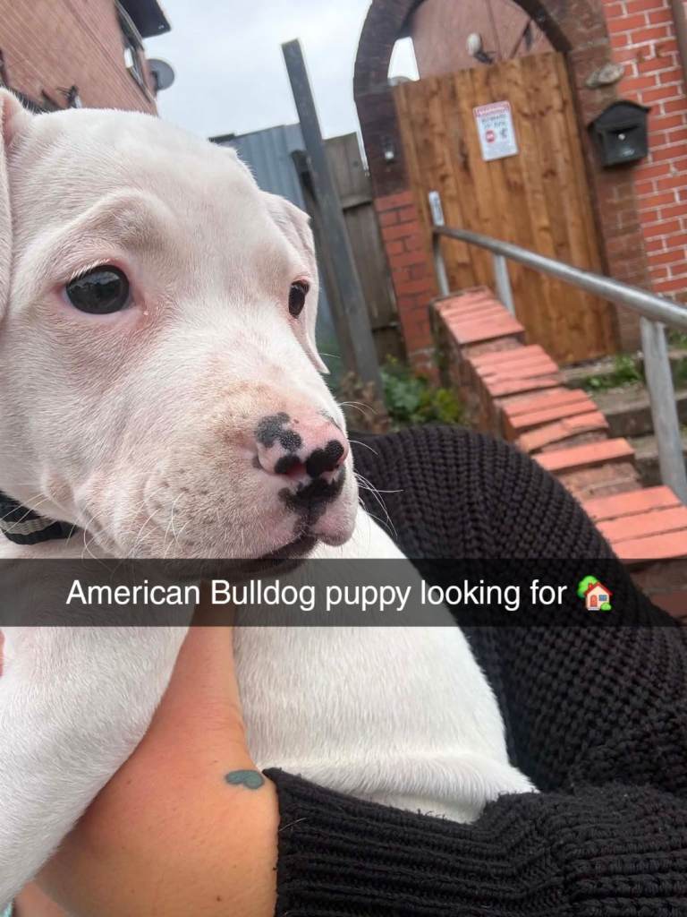 Absolutely beautiful American bulldog puppy