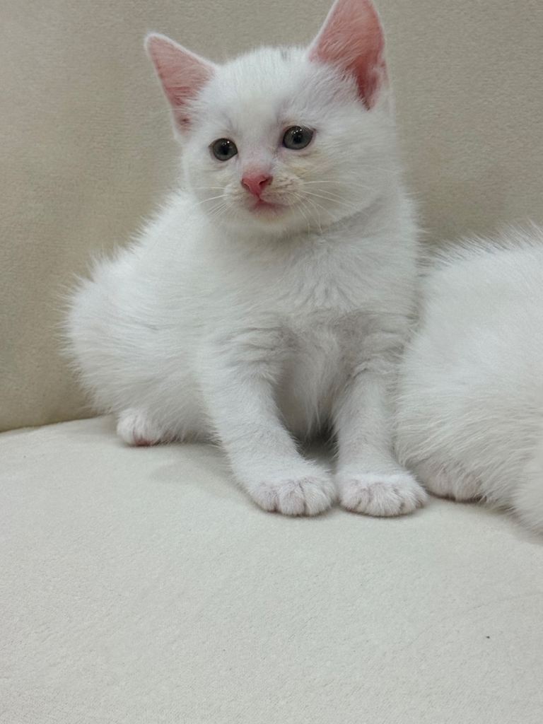 🐾 Beautiful White Turkish Angora Kitten 🐾