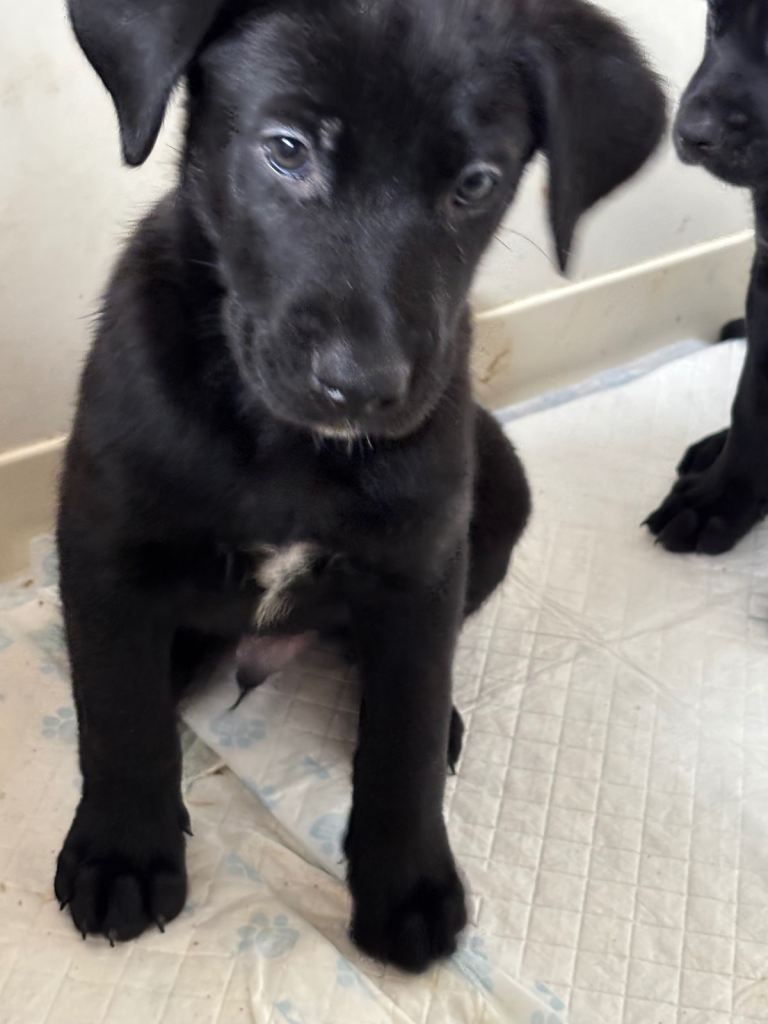 Cane Corso × Belgian Malinois 9 weeks old, ready to leave now, only 3 left  