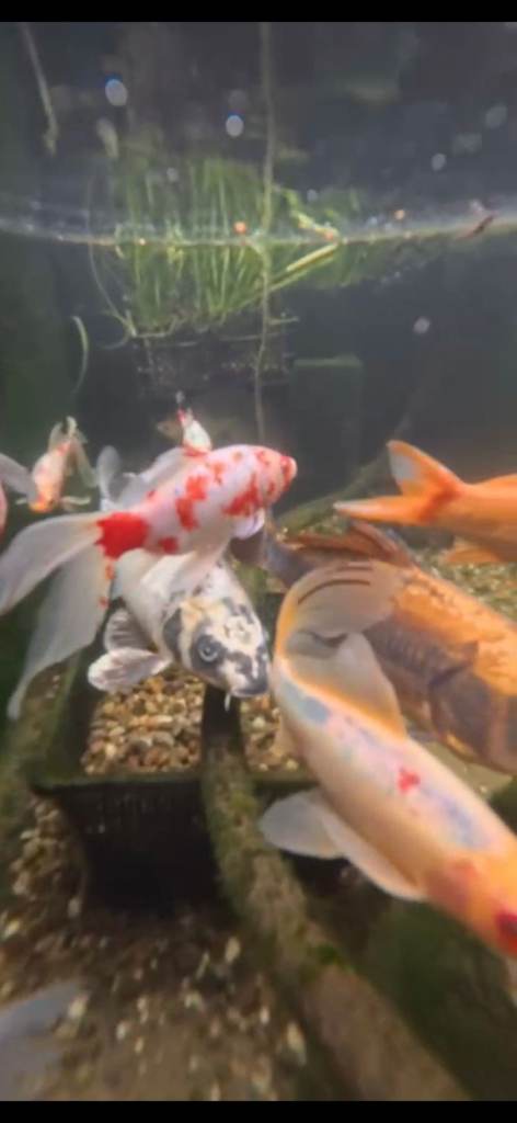 Koi and goldfish bundle sale
