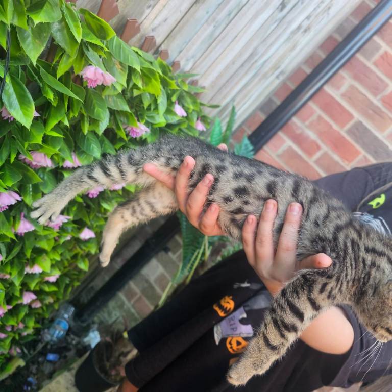 Bengal x kittens 