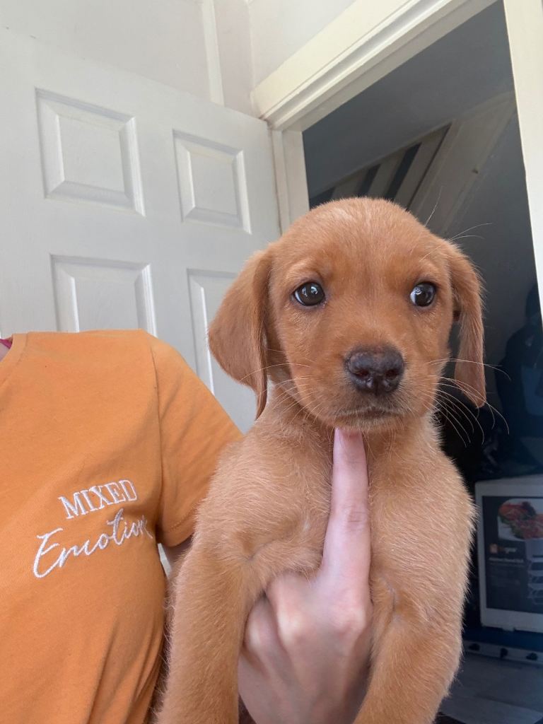 2 left KC registered Labradors 