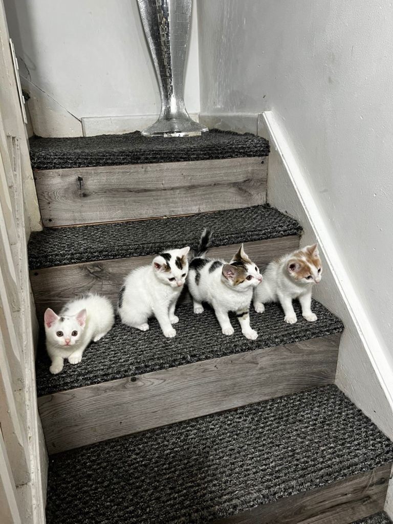 4 kittens for sale £120 each