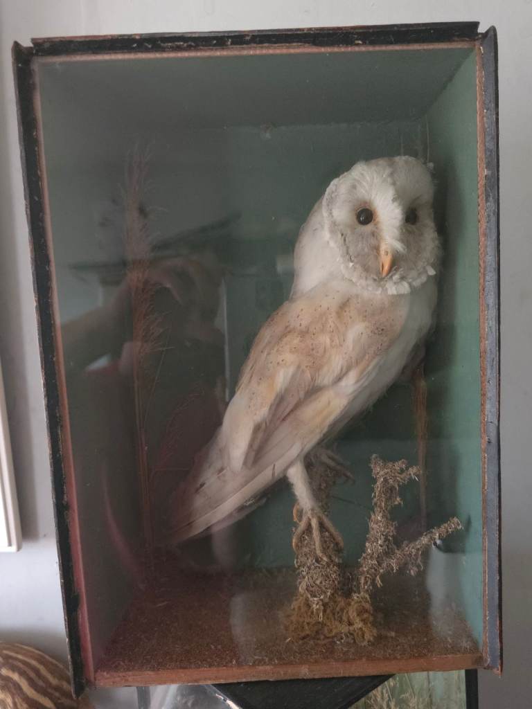 Barn owl Taxidermy 