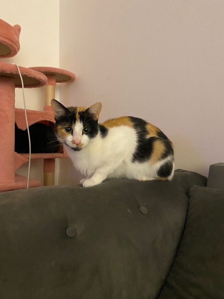 Beautiful Female Calico Cat