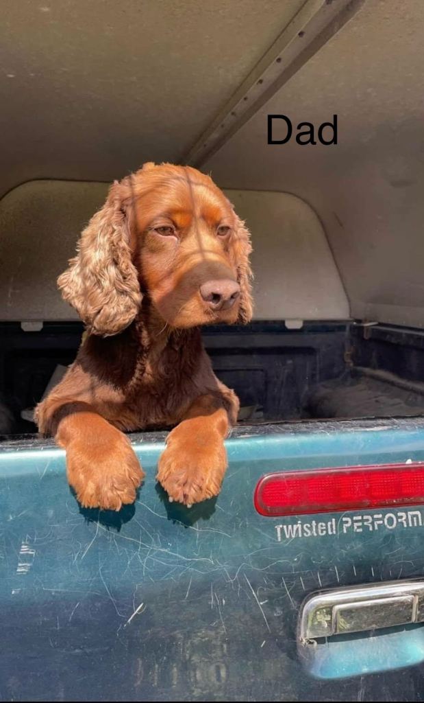 🐾 Gorgeous F1b Sprocker Spaniel Puppies – 5 Males Ready on the 18th December 🐾