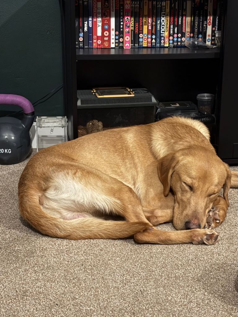 KC registered red-fox Labrador 