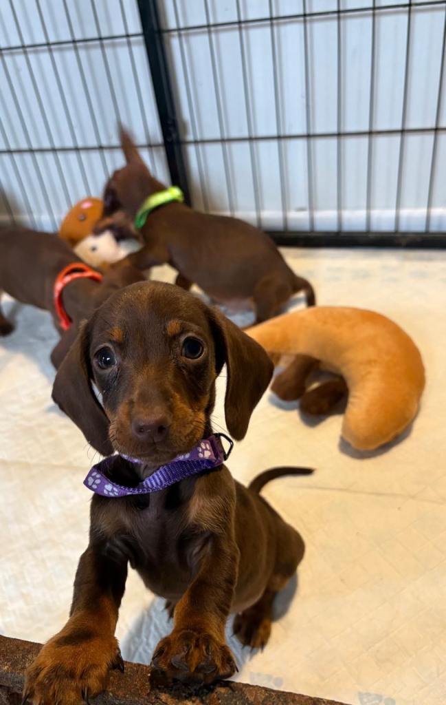 Dachshund puppies miniature 