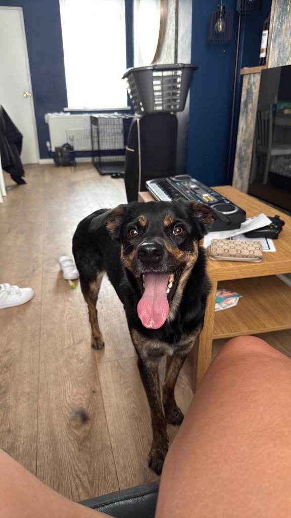 Lab x collie 