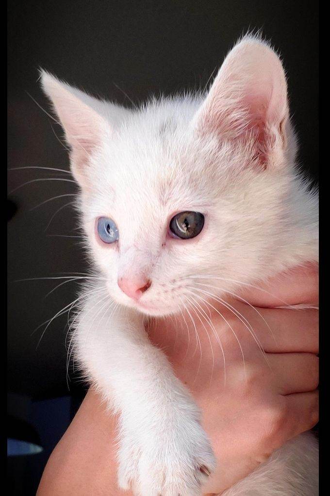 8 weeks old kittens 