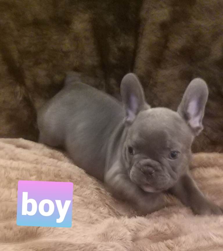 French bulldog puppies lilac/pink lilac brindle