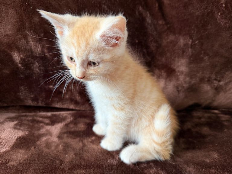 Maine Coon Cross Kittens Male