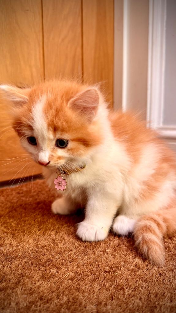5 Gorgeous Little Kittens