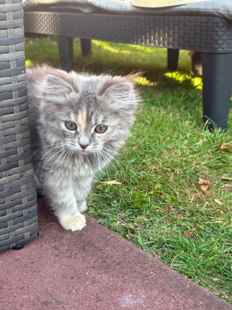 Fluffy kittens