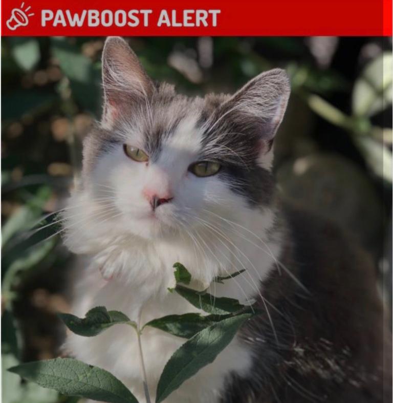 Missing grey white cat 27/6/26 witham Essex 