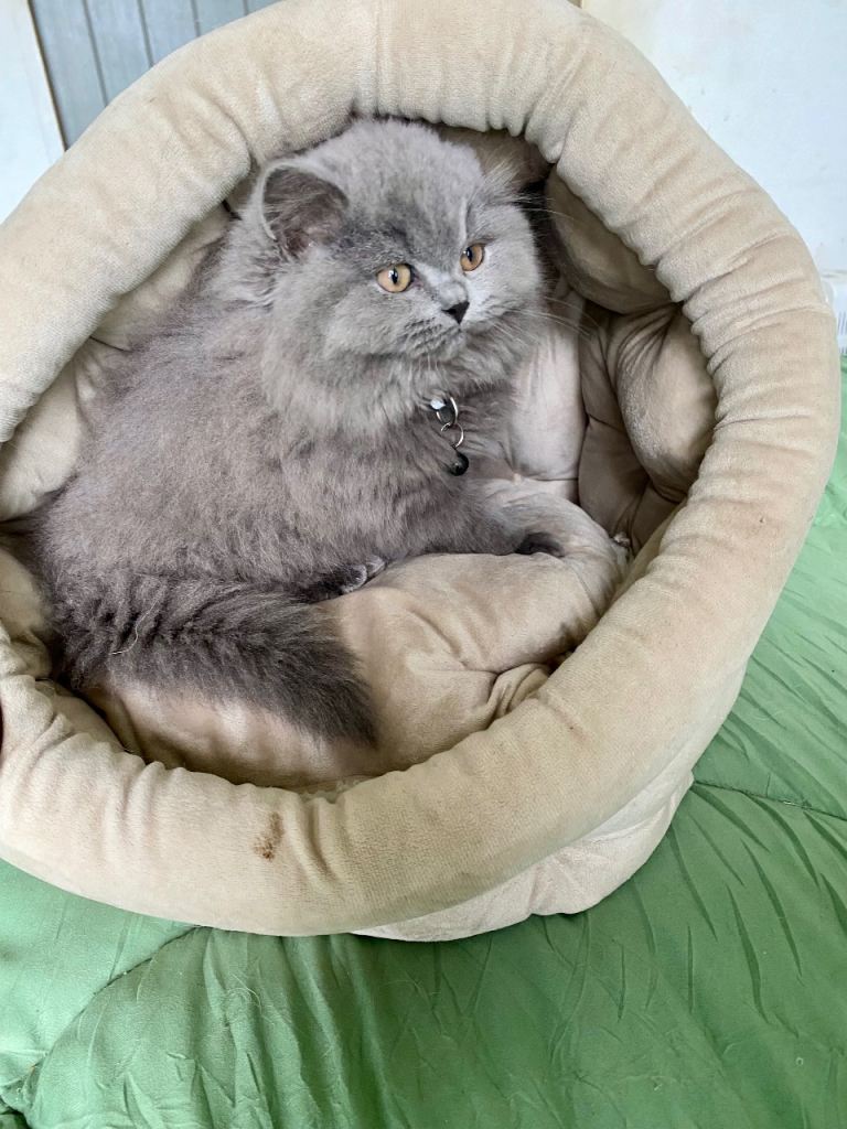 British longhaired kitten GCCF reg ready now 12 weeks