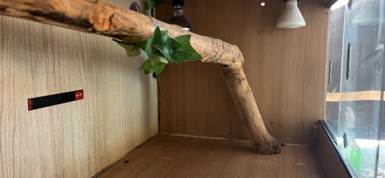 Snake Vivarium and equiptment 
