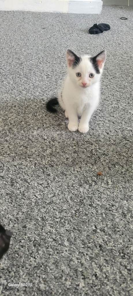Lovely kitten for sale