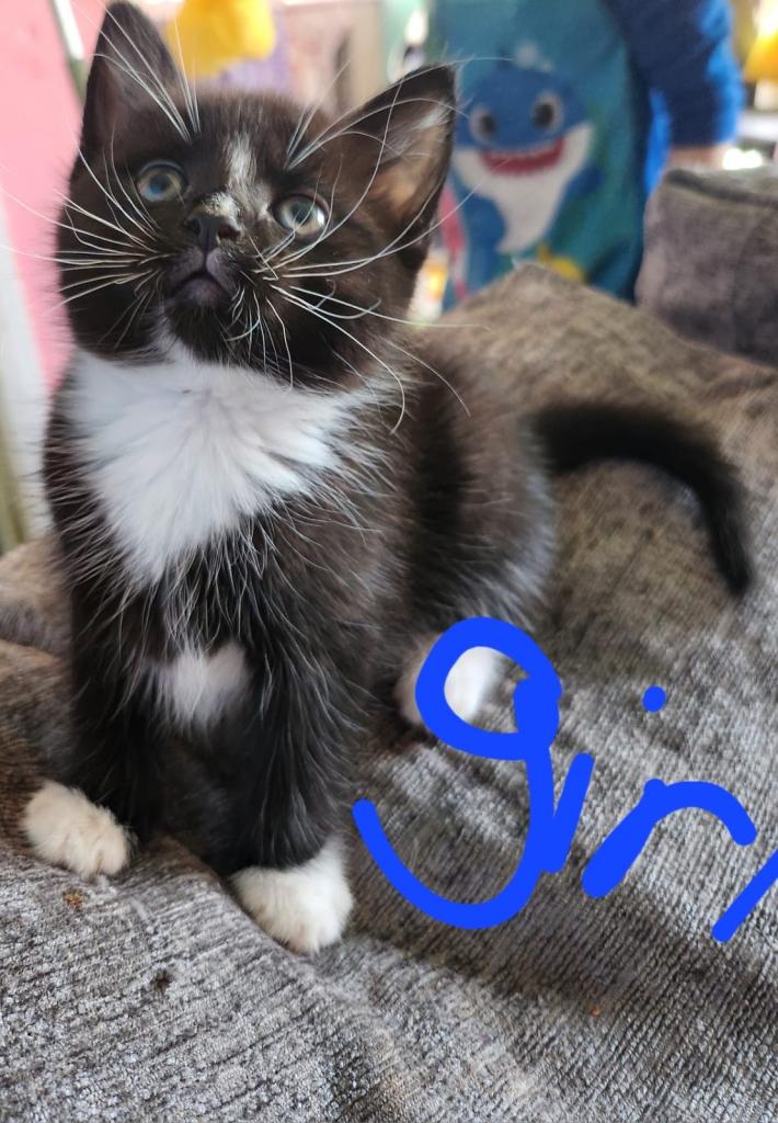 Kittens for sale