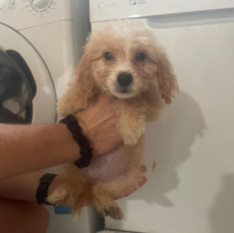 Lovely cockapoo puppies * READY TO LEAVE*