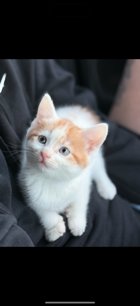 14 week old kitten