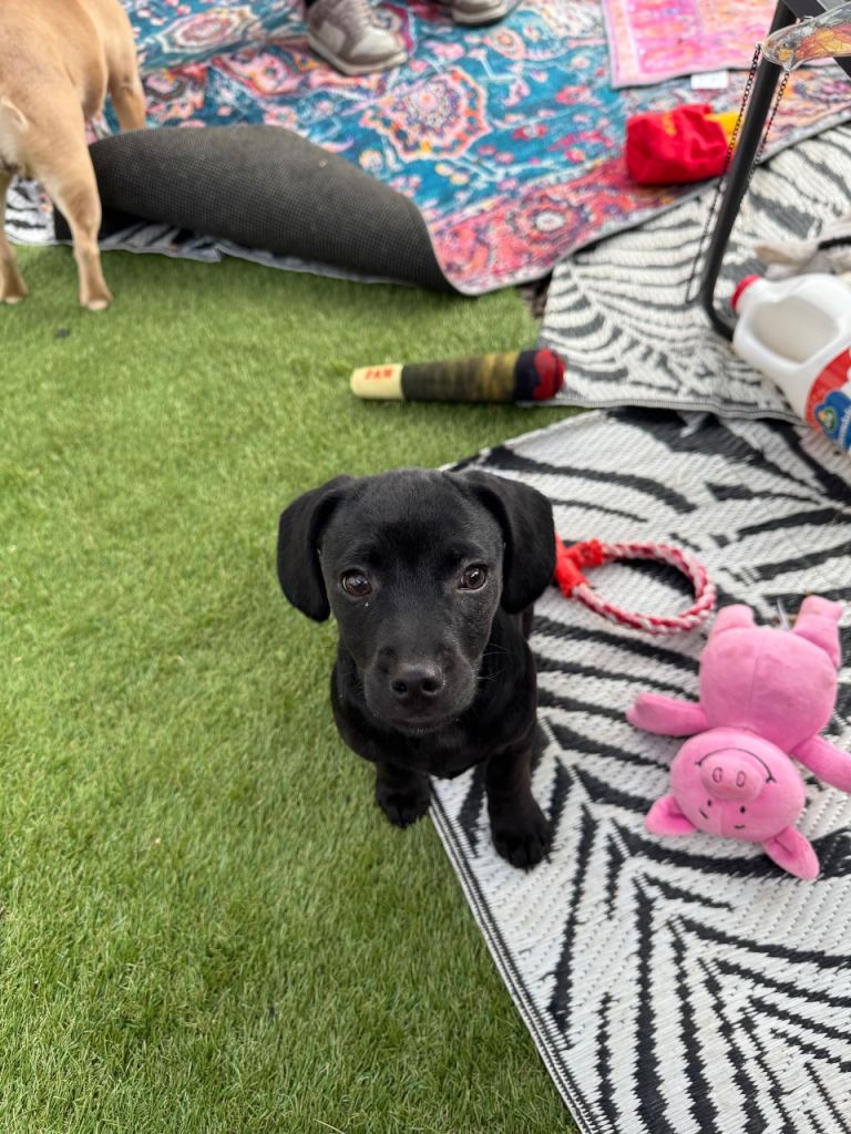Female spaniel cross