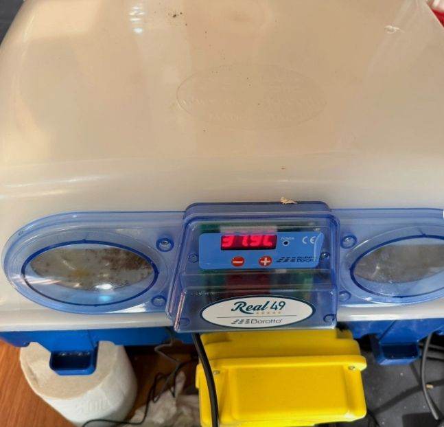 Borotto REAL 49 Automatic Incubator - Chicken,Duck,Quail,Poultry