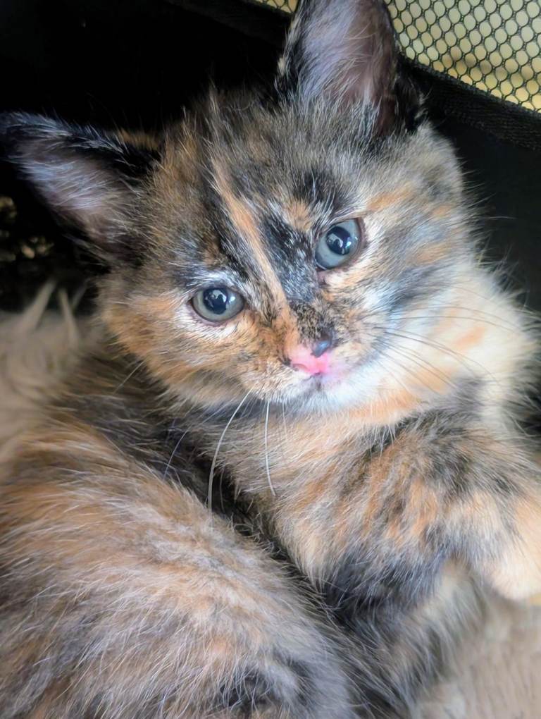 Beautiful Tortishell Kittens