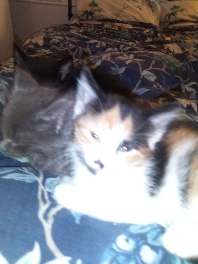 Kittens 