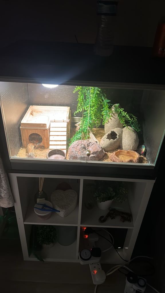 Leopard Gecko and setup 