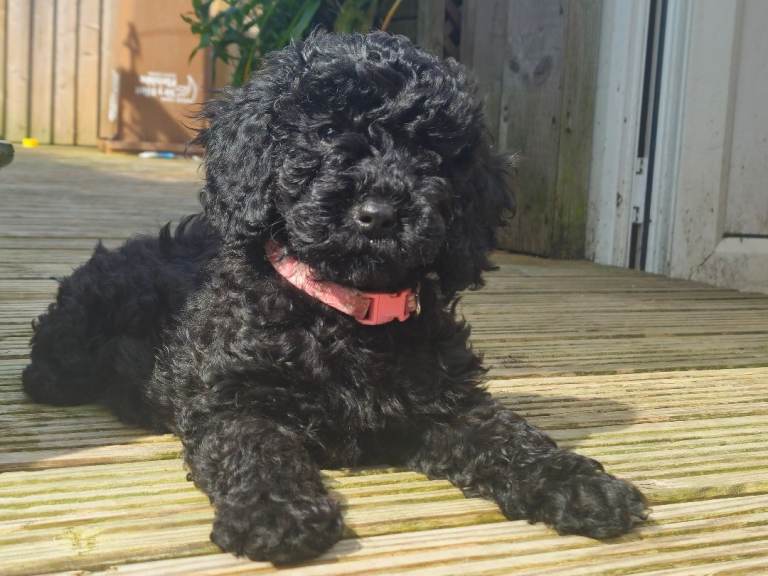 Cockerpoo 
