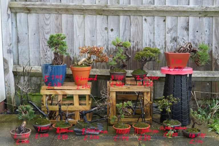 2026 new Stunning japanese black pine and more Bonsai Tree collection 