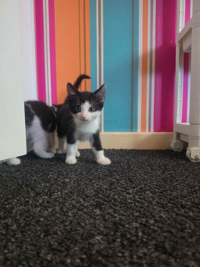 Kittens for sale 