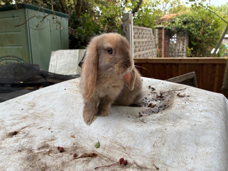 1 mini lop baby boys