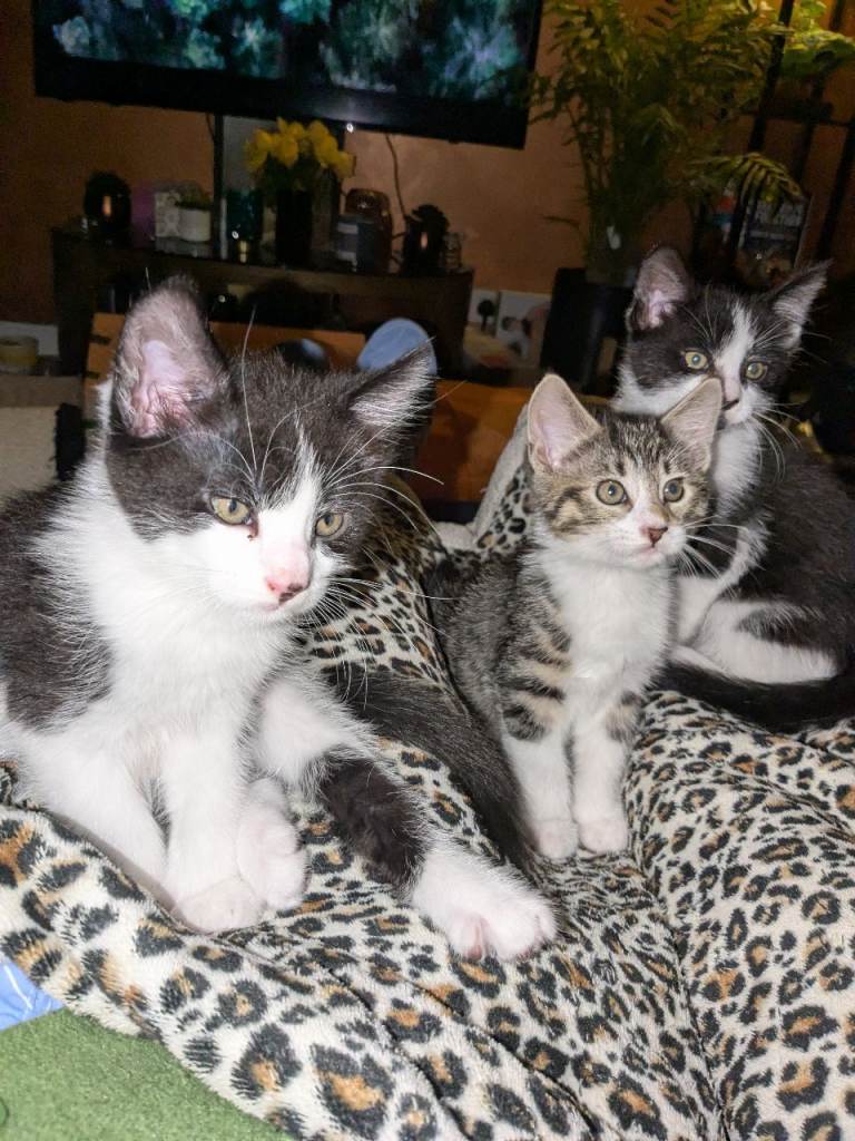 Maine Coon Cross Kittens 