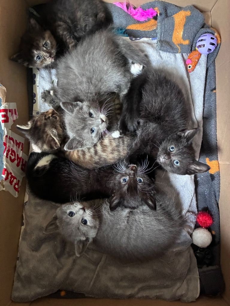 Russian Blue x kittens