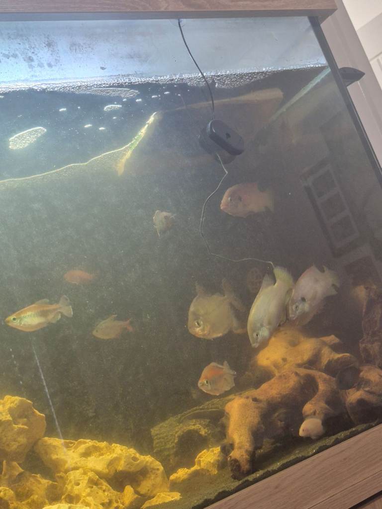 image for 5ft fish tank and everything needed 