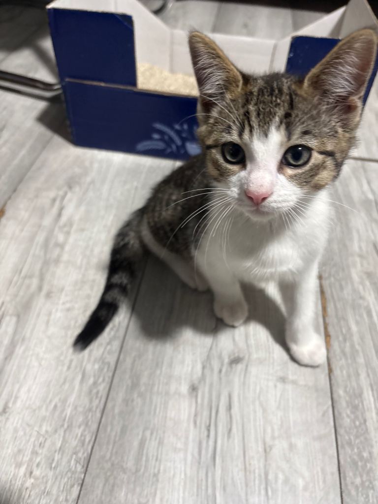 Mixed Bengal breed kitten 