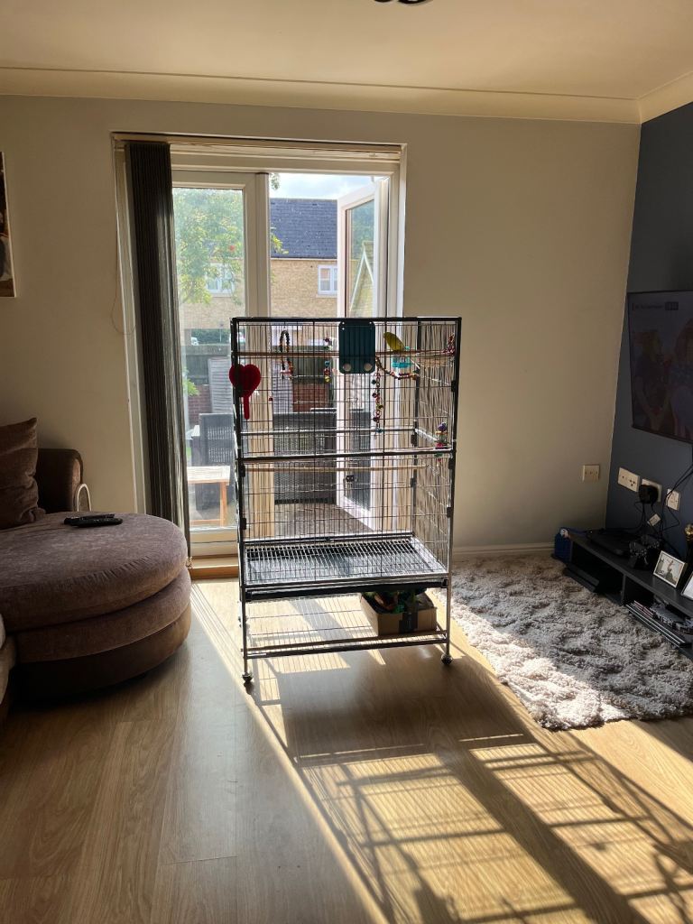 Two beautiful budgies