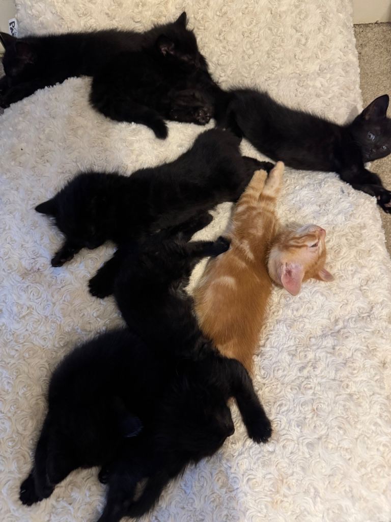 Fluffy Kittens Ready for Their New home
