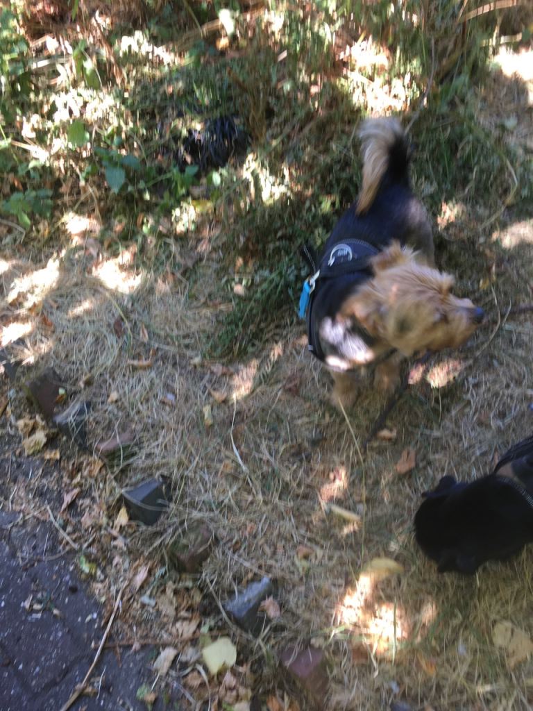 Yorkshire terrier x