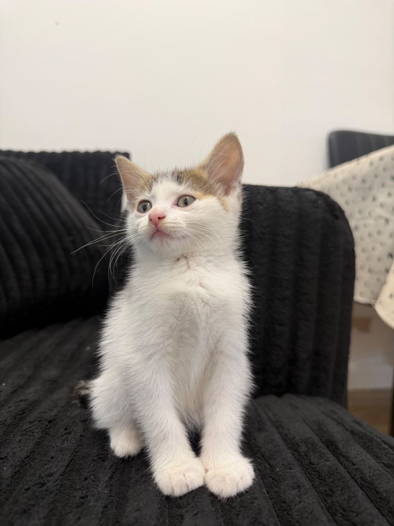 2 Female Kittens for sale