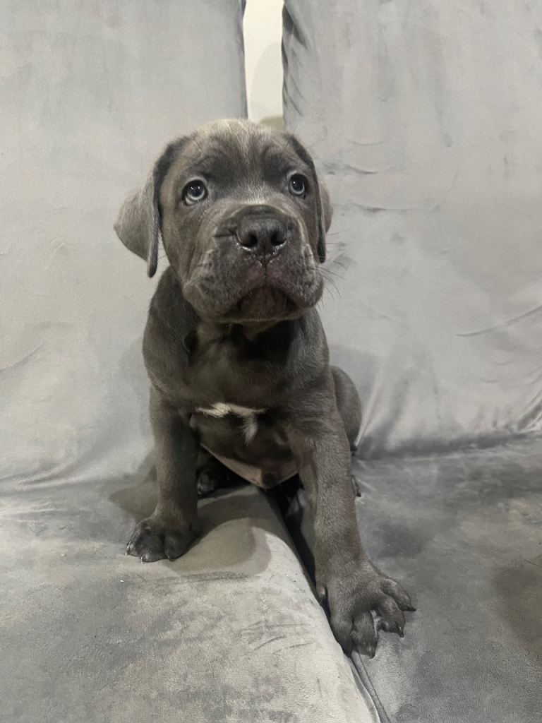 Cane Corso 