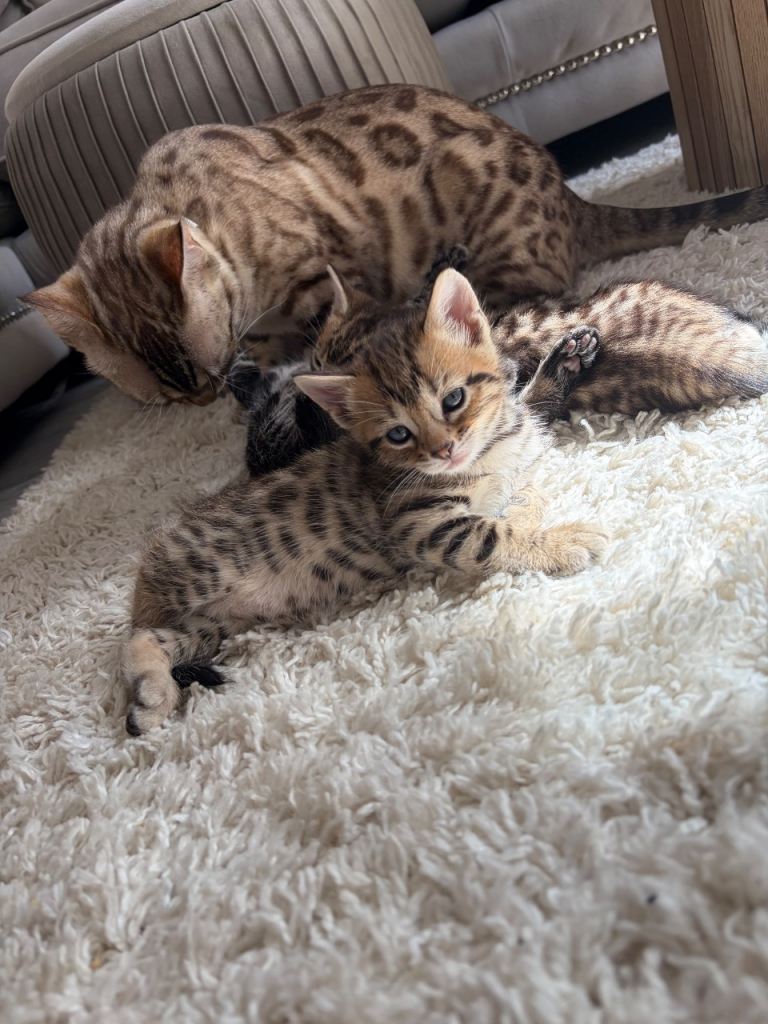 Stunning Bengal Kittens – Rare Black Blue eyed (Melanistic) Male + 2 Beautiful Spotted Girl & Boy 