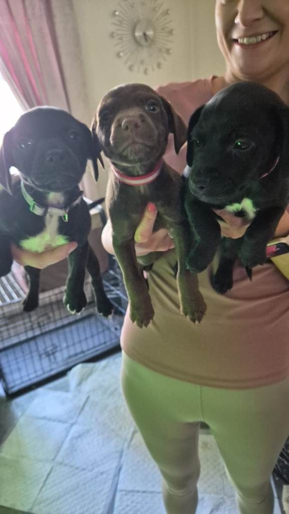 Cocker spaniel cross patterdale puppies
