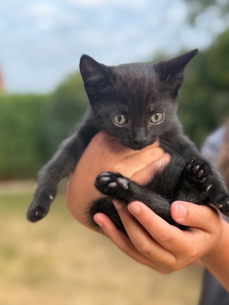 Kittens for sale