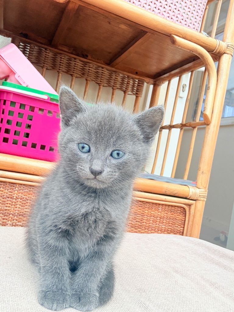lovely little grey kittens