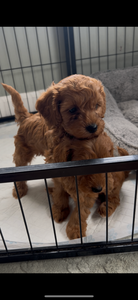 Toy Cockapoo puppies- 1 girl left