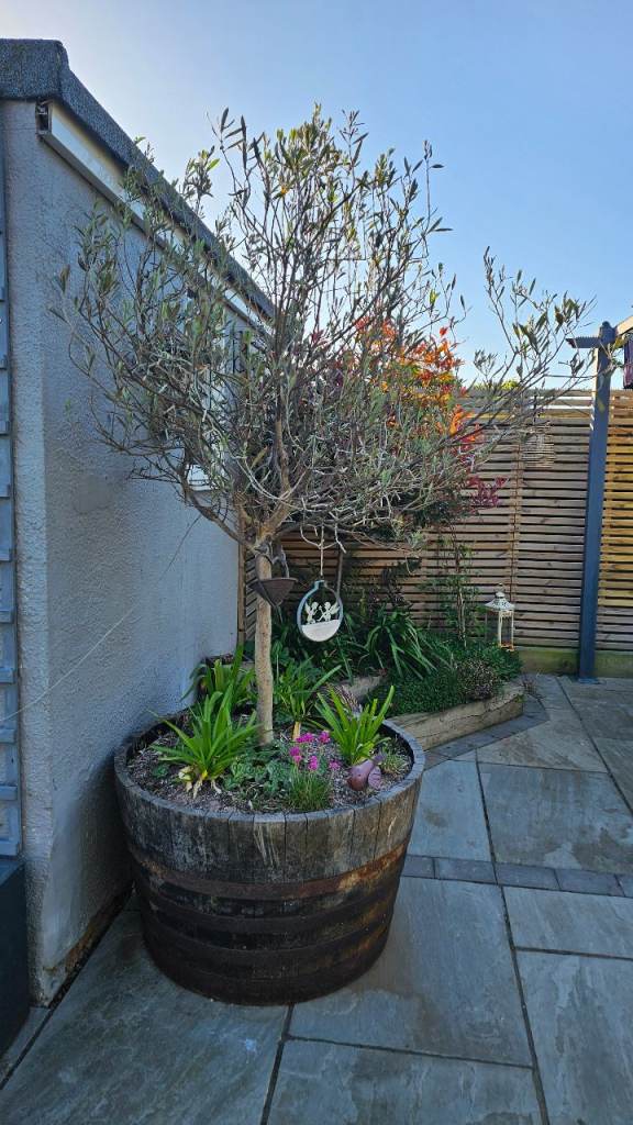 Lovely mature olive tree and half barrel planter