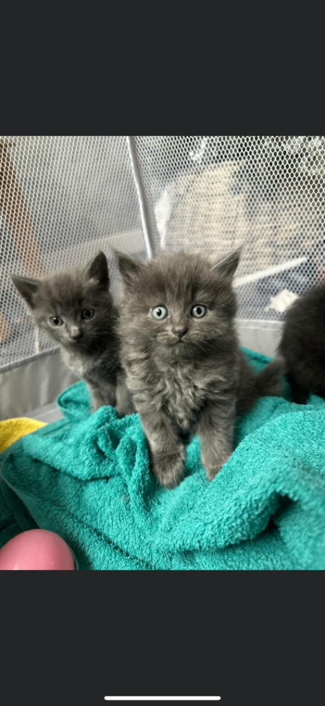 Two female grey kittens for sale £200
